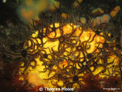 Seabed was full of Brittlestar, a group had taken up resi... by Thomas Moore 